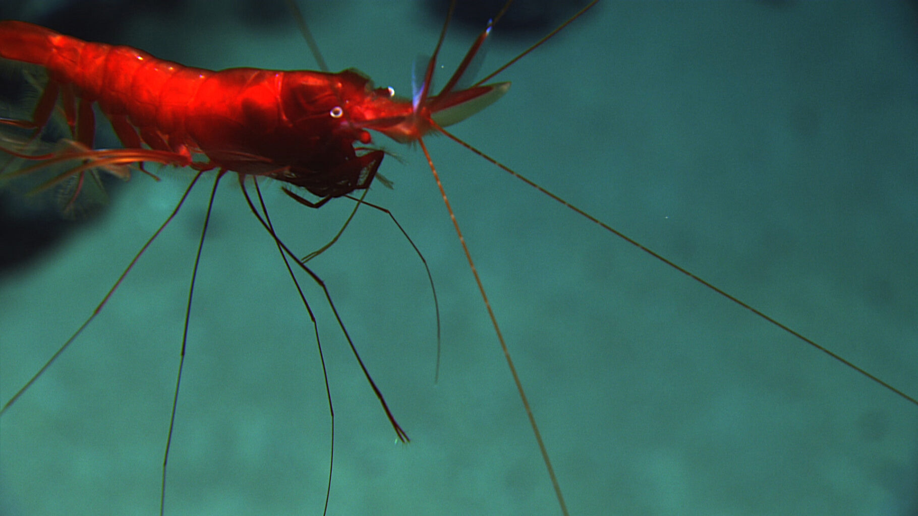 Red shrimp is feature image for DOSI's deep-sea news