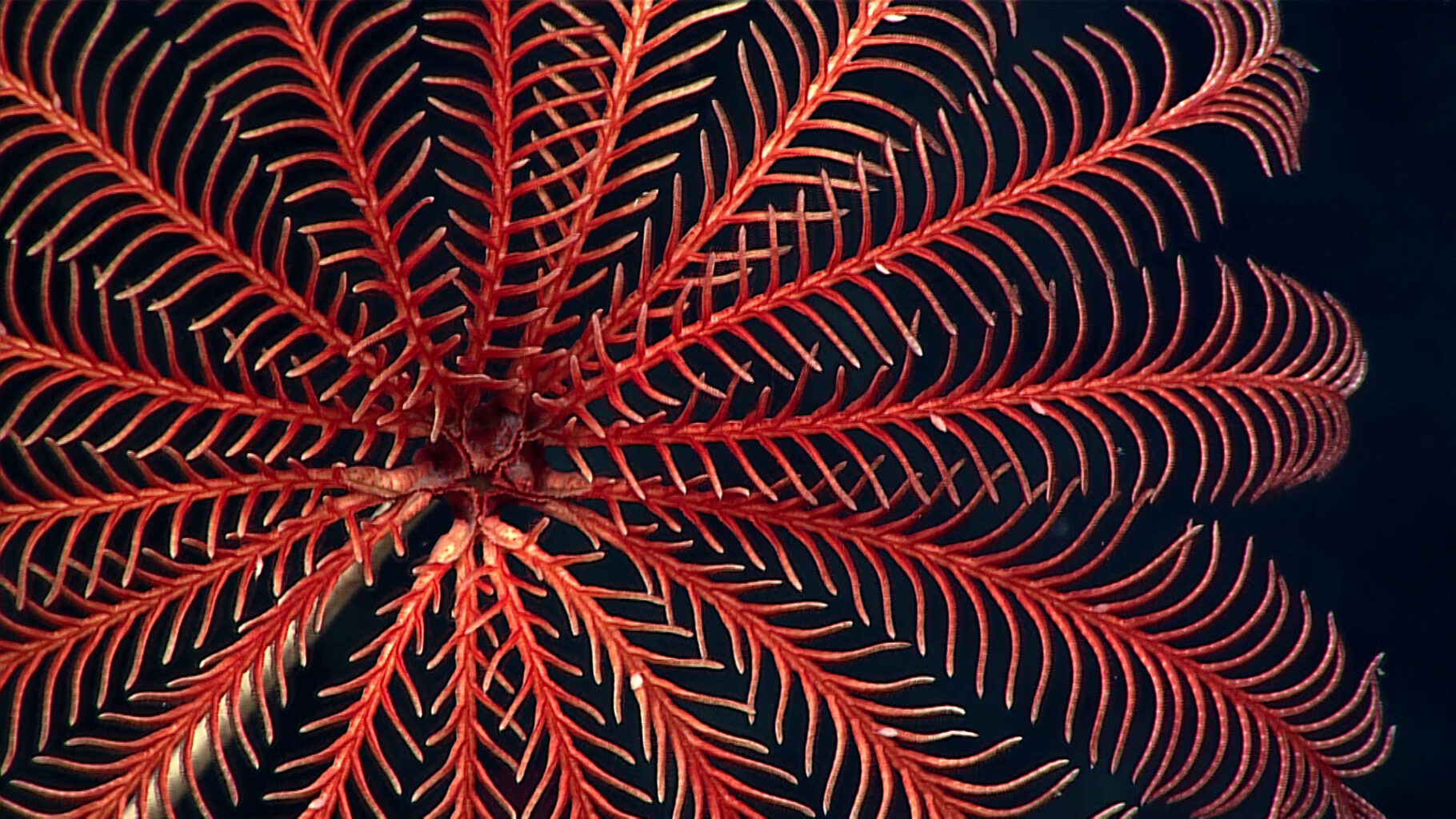 vibrant red crinoid