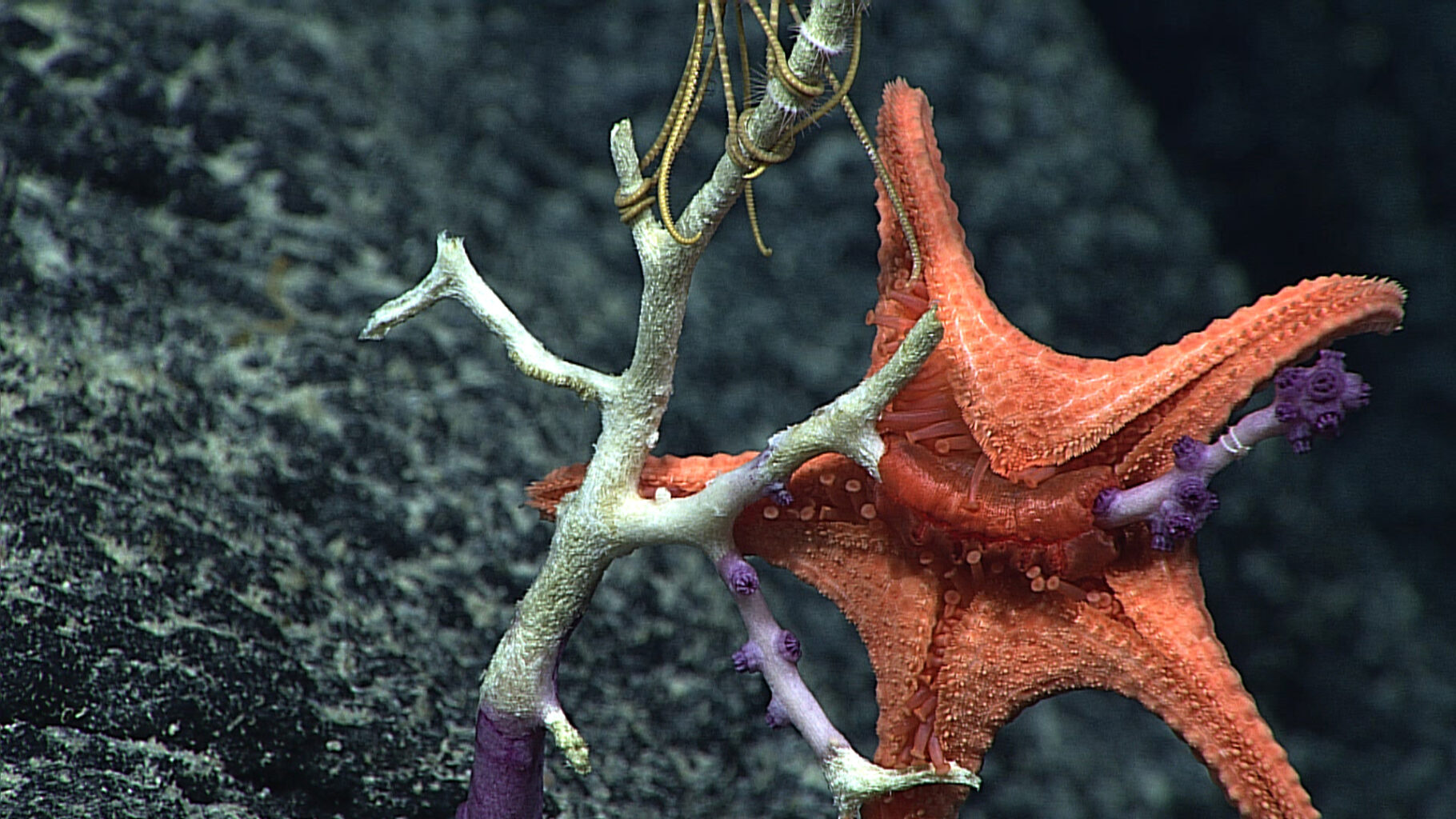 Red deep sea seastar eating coral
